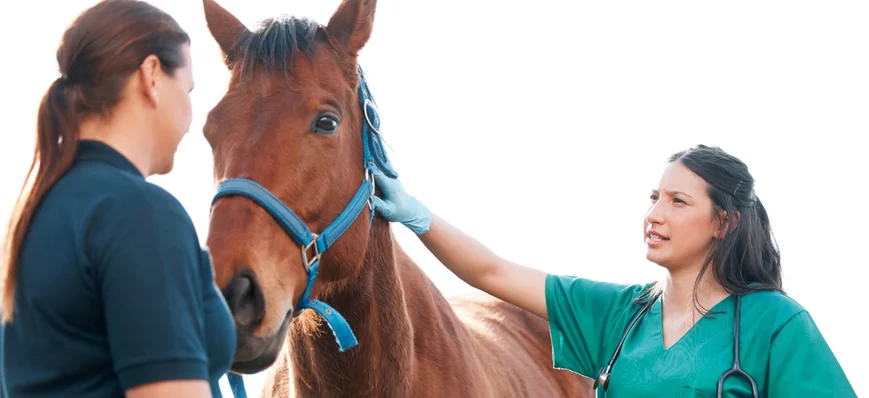 La contention du cheval, limiter le stress de l’an