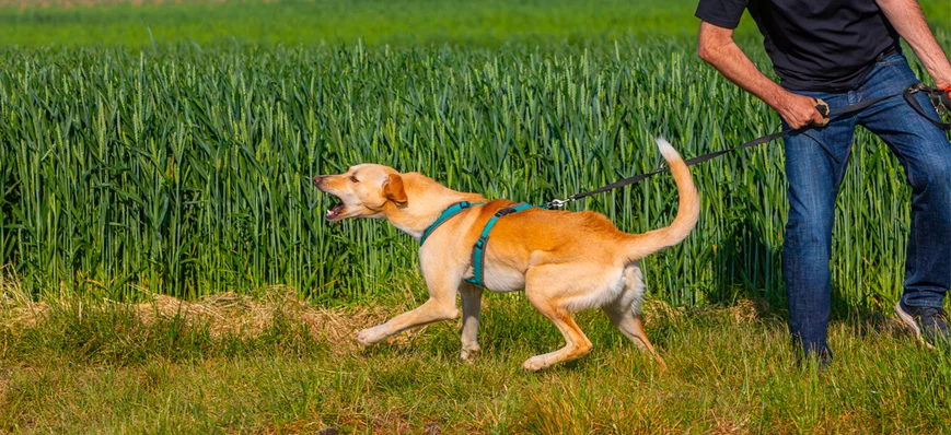 La réactivité chez le chien, un comportement indés