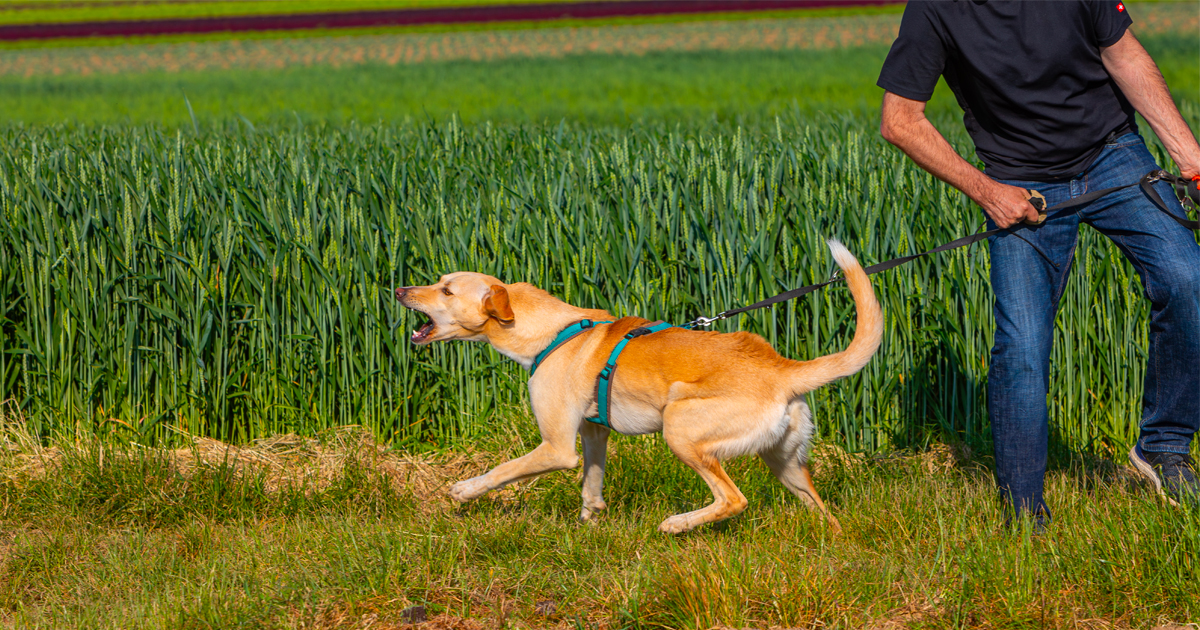 La réactivité chez le chien, un comportement indés...