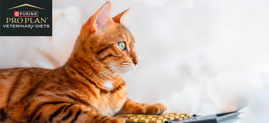 Grilles des salaires ASV en 2024