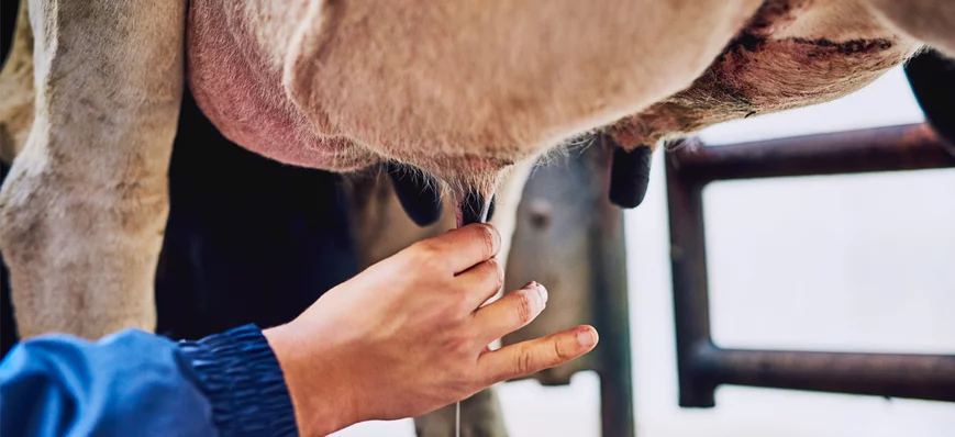 Mammites chez la vache laitière : les reconnaître 