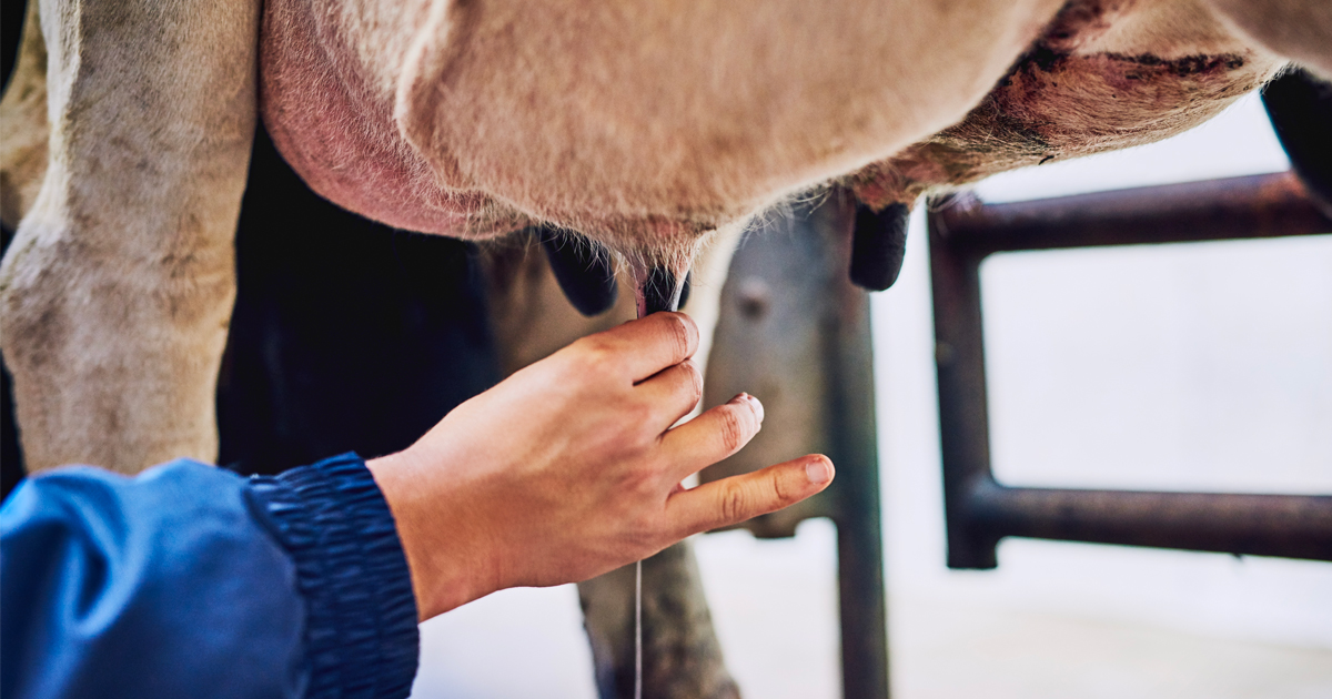 Mammites chez la vache laitière : les reconnaître...