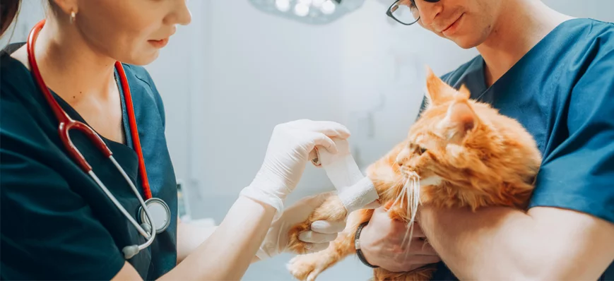 Vétérinaires et ASV : un duo essentiel pour le bie