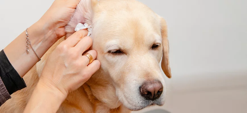 Nettoyage des oreilles du chien et du chat : les b