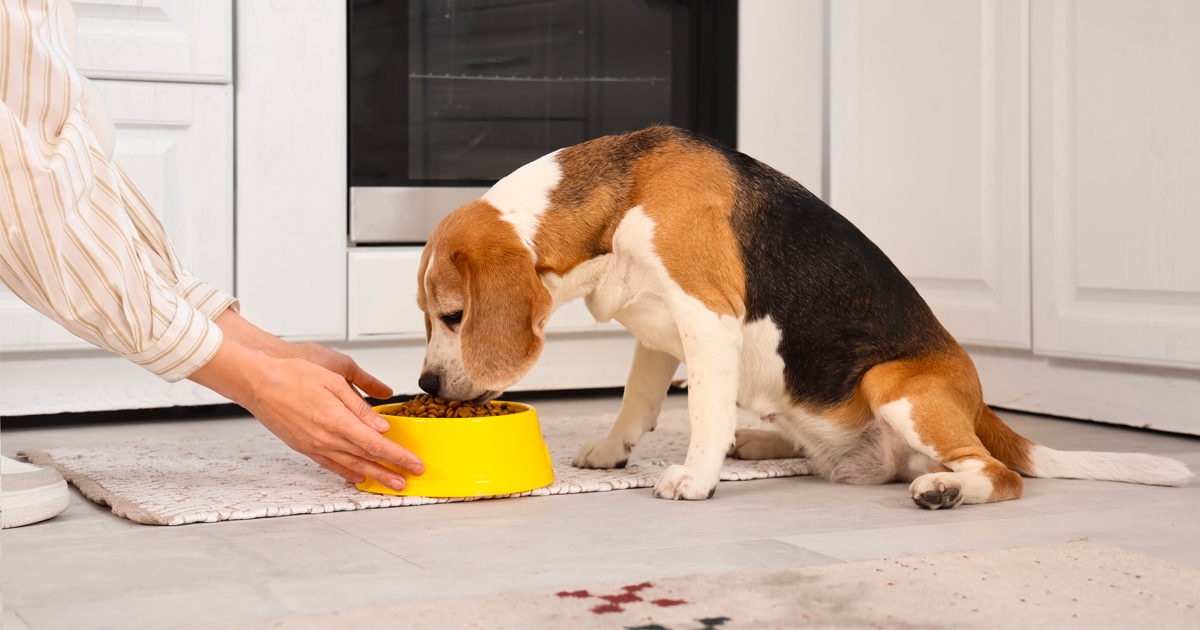 Canine EN Gastrointestinal Low fat : le nouveau ch...