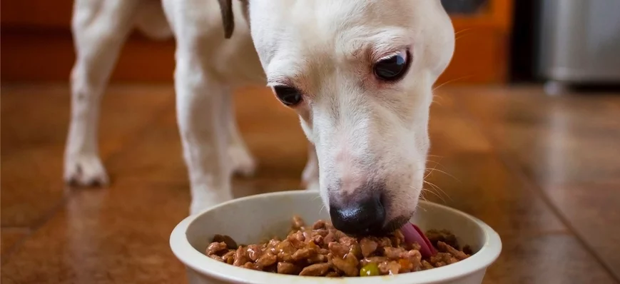 Gamme humide PRO PLAN® pour les chiens : une nouve