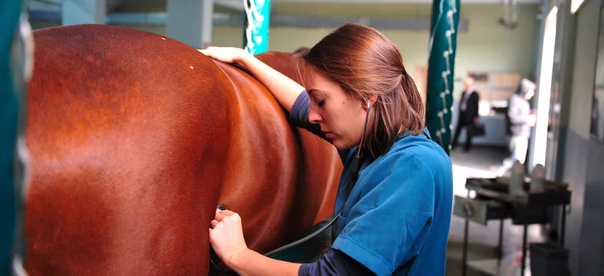 Les prokinétiques digestifs en pratique équine : u