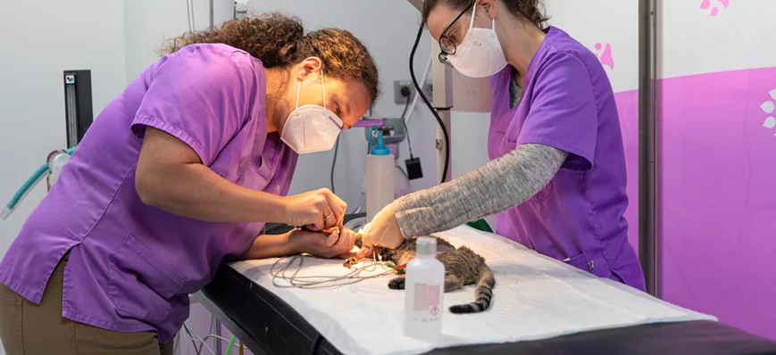 Vers une disparition des échelons pour les auxilia