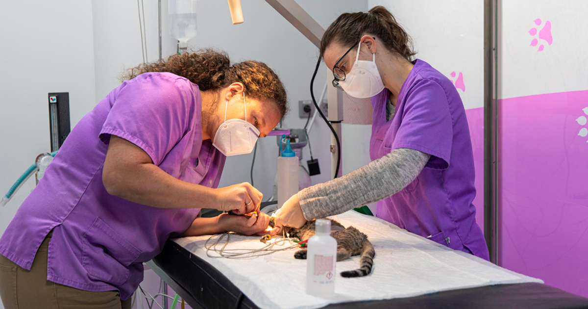 Vers une disparition des échelons pour les auxilia...