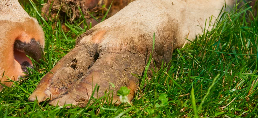 Comprendre et savoir gérer l’abcès de pied chez le