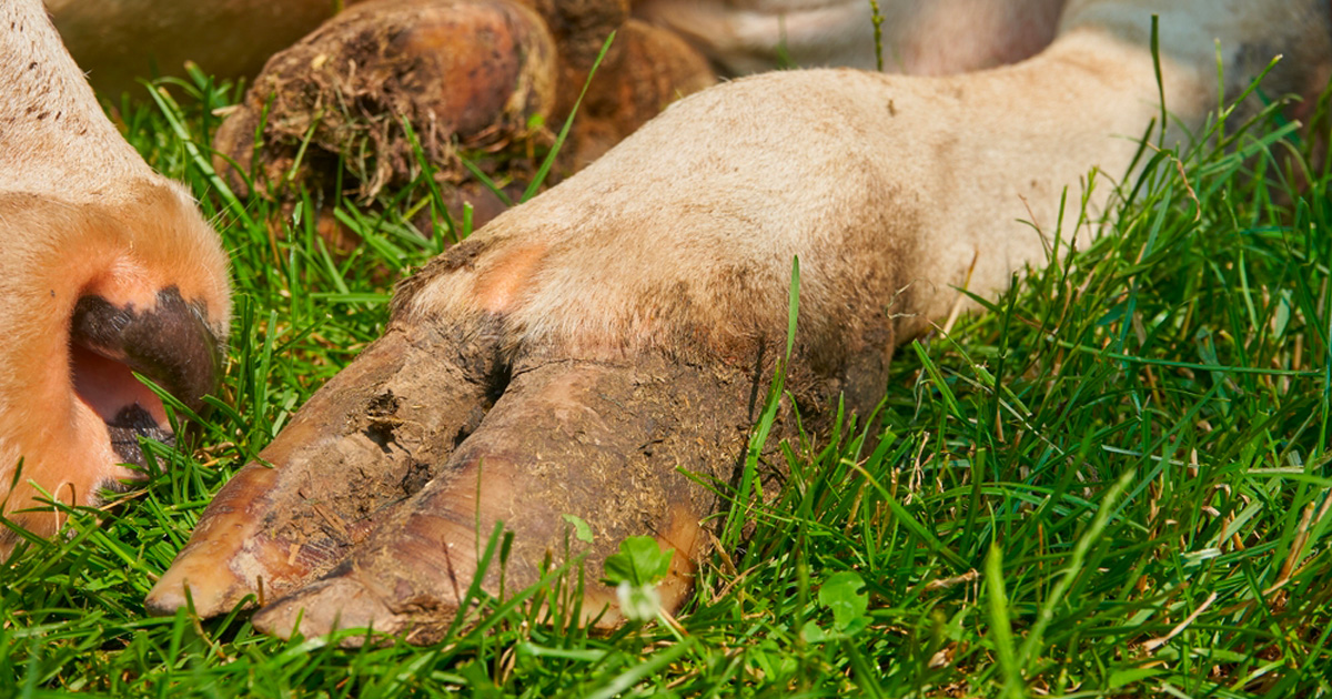 Comprendre et savoir gérer l’abcès de pied chez le...