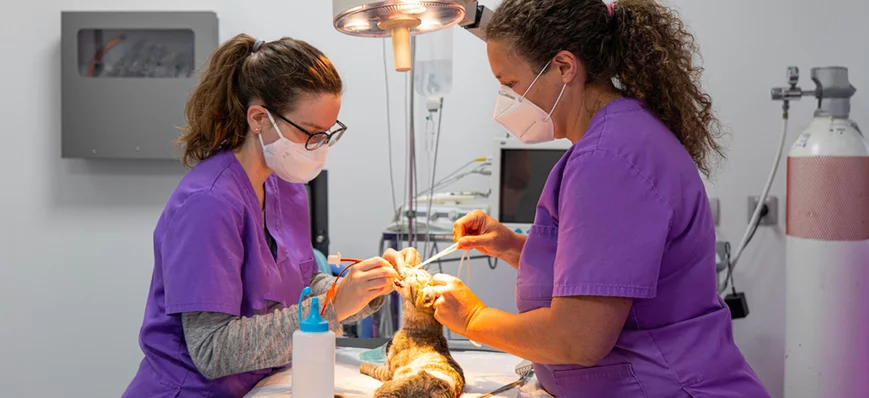 Disparition des échelons des auxiliaires vétérinai