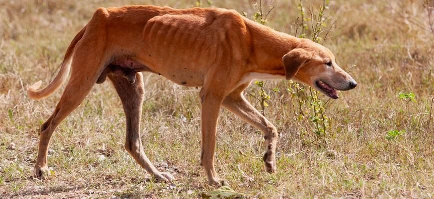 Score de Condition Musculaire (SCM) en structure v