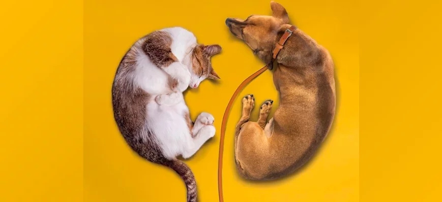 Nouvelle ère en nutrition rénale : cibler l’intest