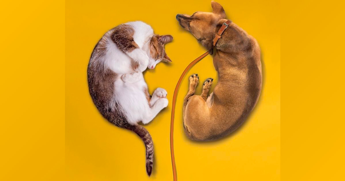 Nouvelle ère en nutrition rénale : cibler l’intest...