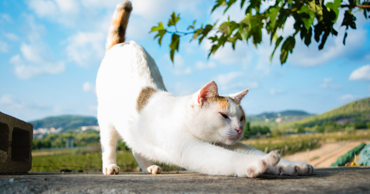 Évaluer le bien-être d’un chat domestique : intuit...