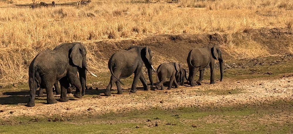 La Tanzanie façon « Hakuna Matata » avec Savanna Tours & Safaris