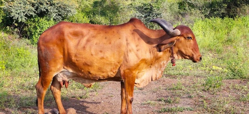 Dermatose nodulaire contagieuse (DNC) bovine : éti