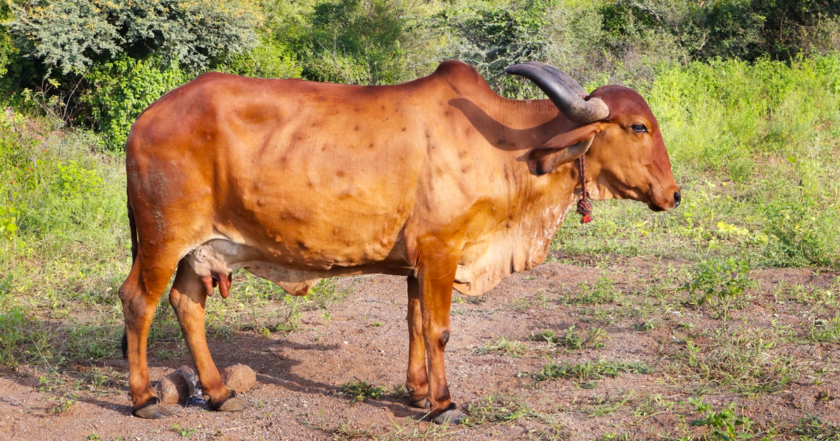 Dermatose nodulaire contagieuse (DNC) bovine : éti...