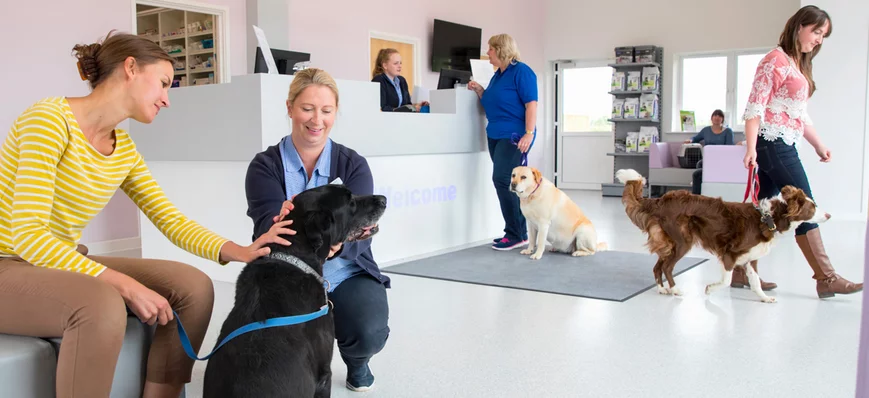 Ces 3 phrases que les ASV entendent (trop) souvent