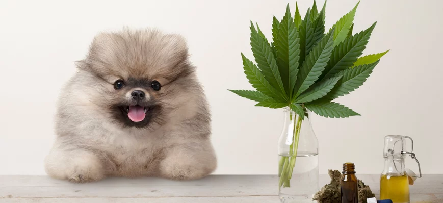 Utilisation du cannabidiol (CBD) chez le chien : q