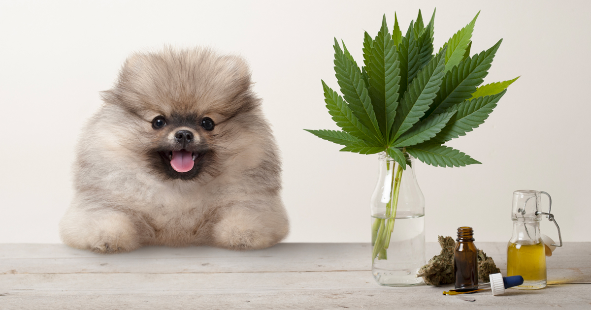 Utilisation du cannabidiol (CBD) chez le chien : q...