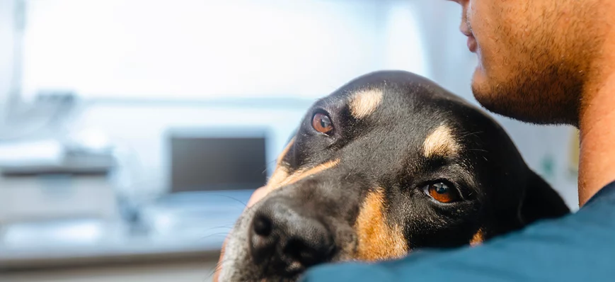 Vétos solos : une espèce en voie d’épuisement?