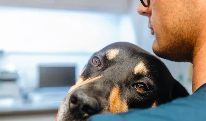 Vétos solos : une espèce en voie d’épuisement ?