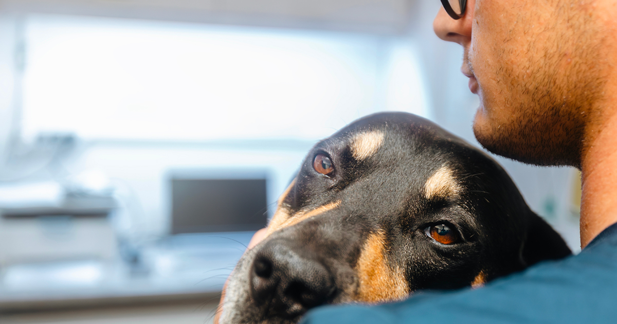 Vétos solos : une espèce en voie d’épuisement?