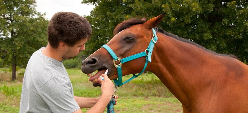 Traitement médical des ulcères gastriques équins (
