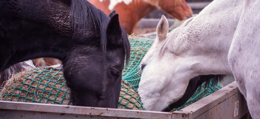 Prévention et gestion alimentaire des ulcères gast