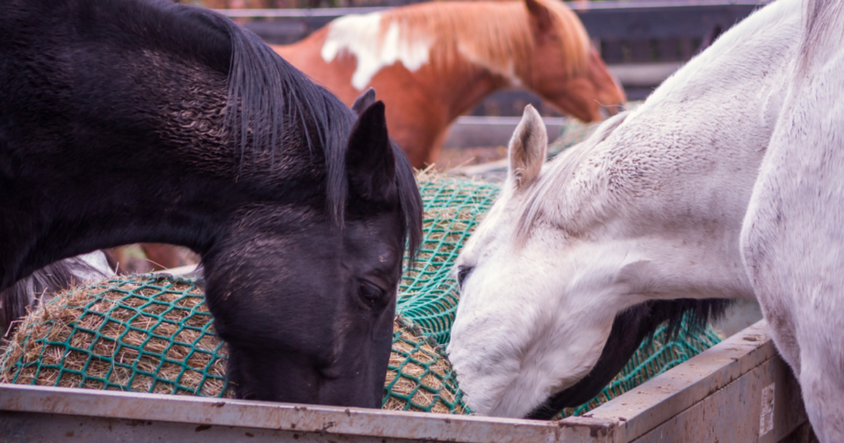 Prévention et gestion alimentaire des ulcères gast...