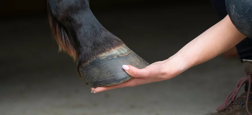 Le cheval pieds nus en médecine vétérinaire : repè