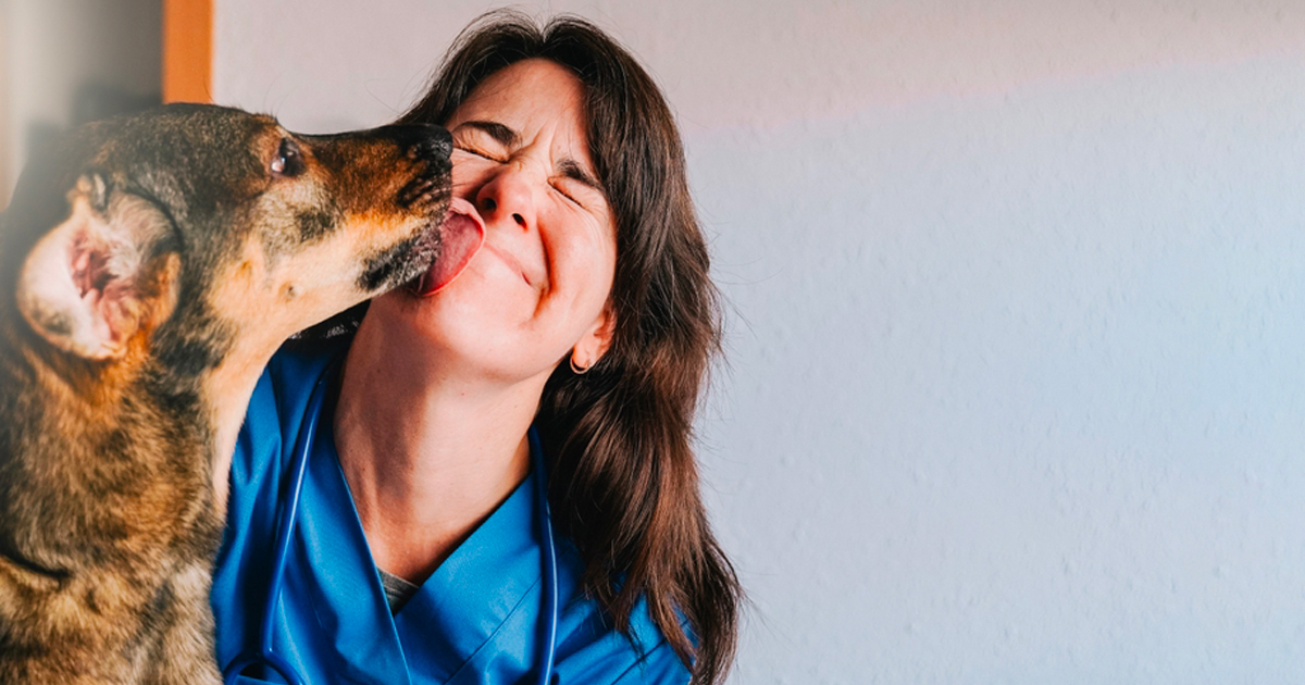 Retour à la pratique vétérinaire après une longue...