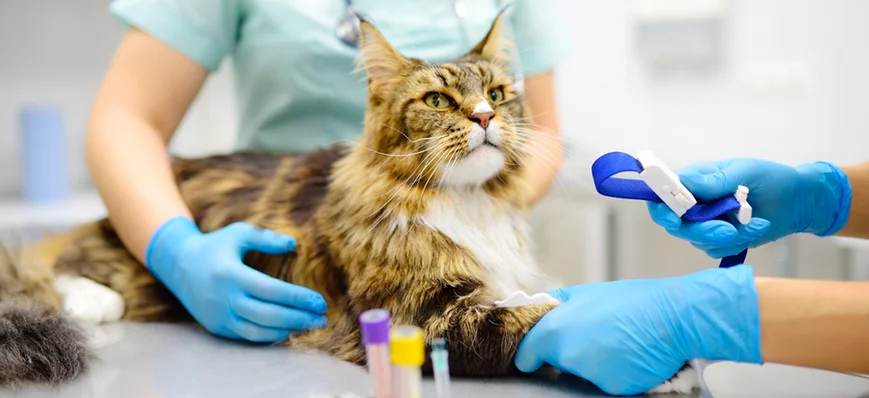 Insuffisance rénale chronique : comprendre la clas