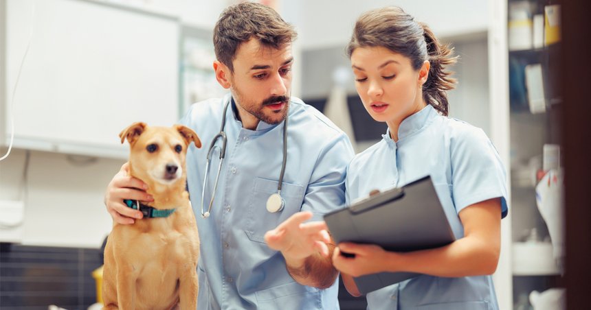 Du canapé au boulot : ces couples de vétérinaires qui font le choix de travailler ensemble