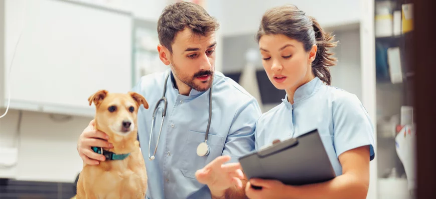 Du canapé au boulot : ces couples de vétérinaires 