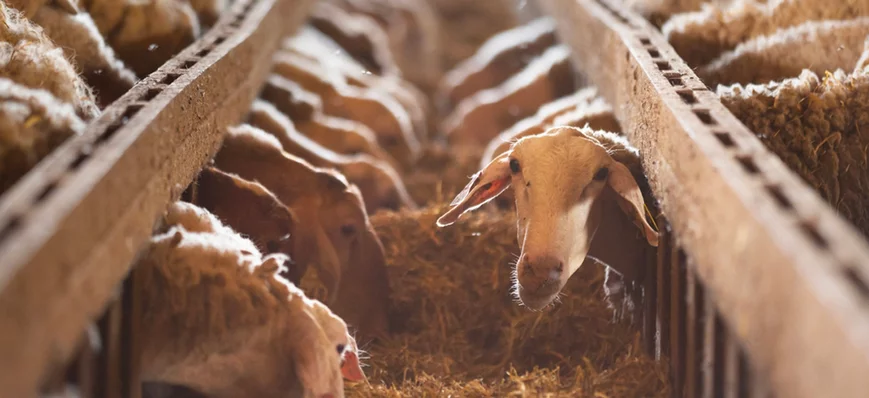 Le piétin du mouton : étiologie, diagnostic et ges