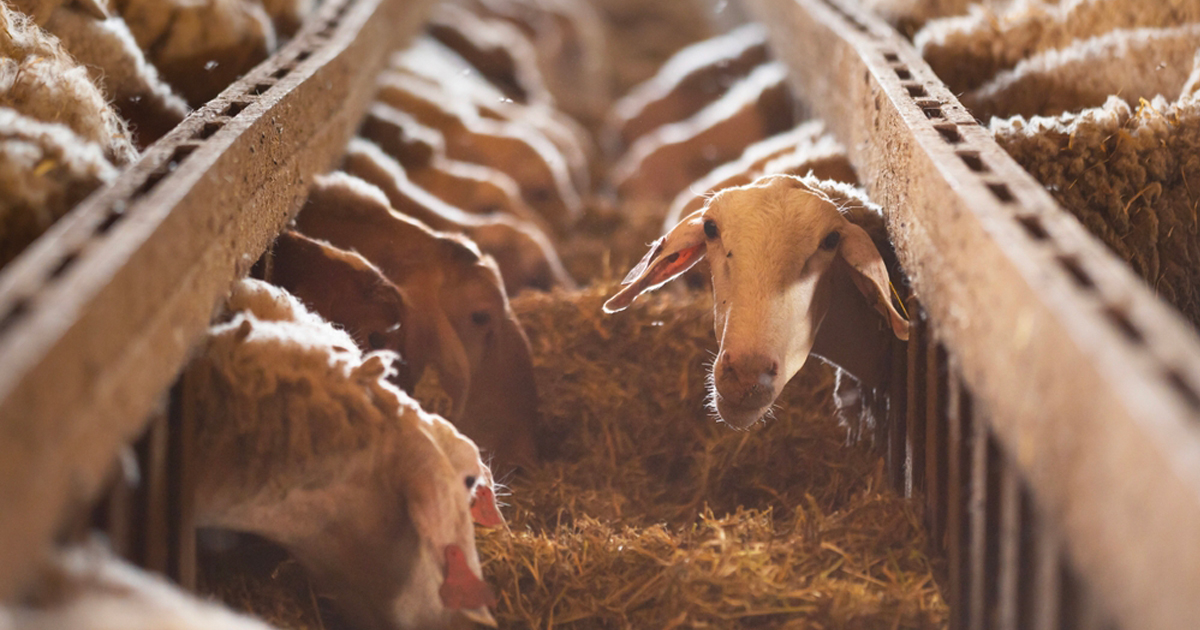 Le piétin du mouton : étiologie, diagnostic et ges...