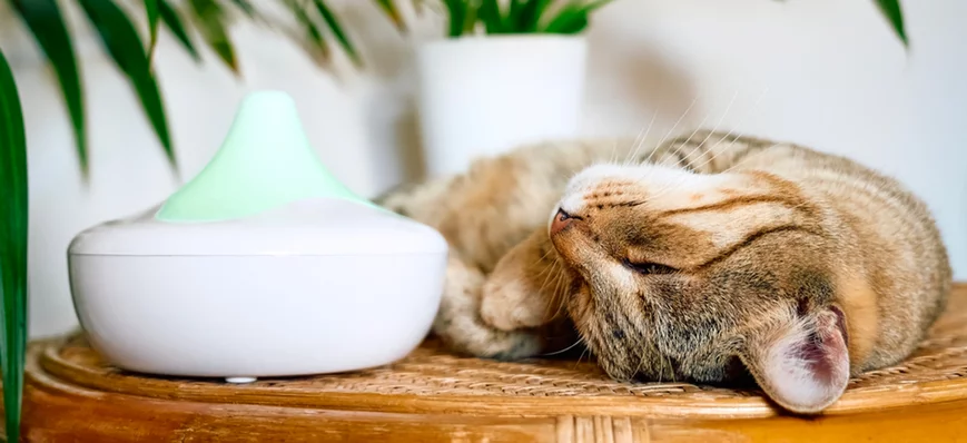 Diffuseurs et sprays apaisants chez le chat : sont