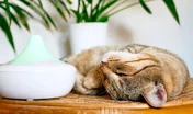Diffuseurs et sprays apaisants chez le chat : sont-ils vraiment efficaces ?