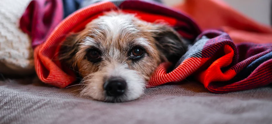 Parvovirose canine : que peut dire l’ASV à un clie