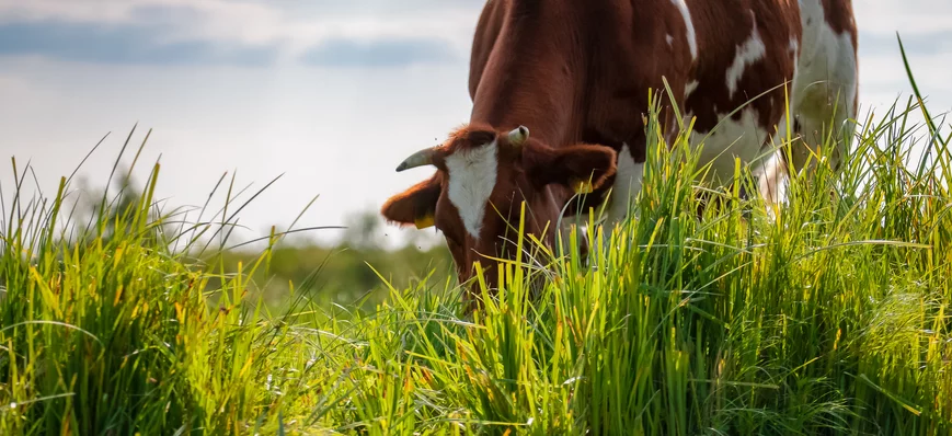 La tétanie d’herbage des bovins : la reconnaître a