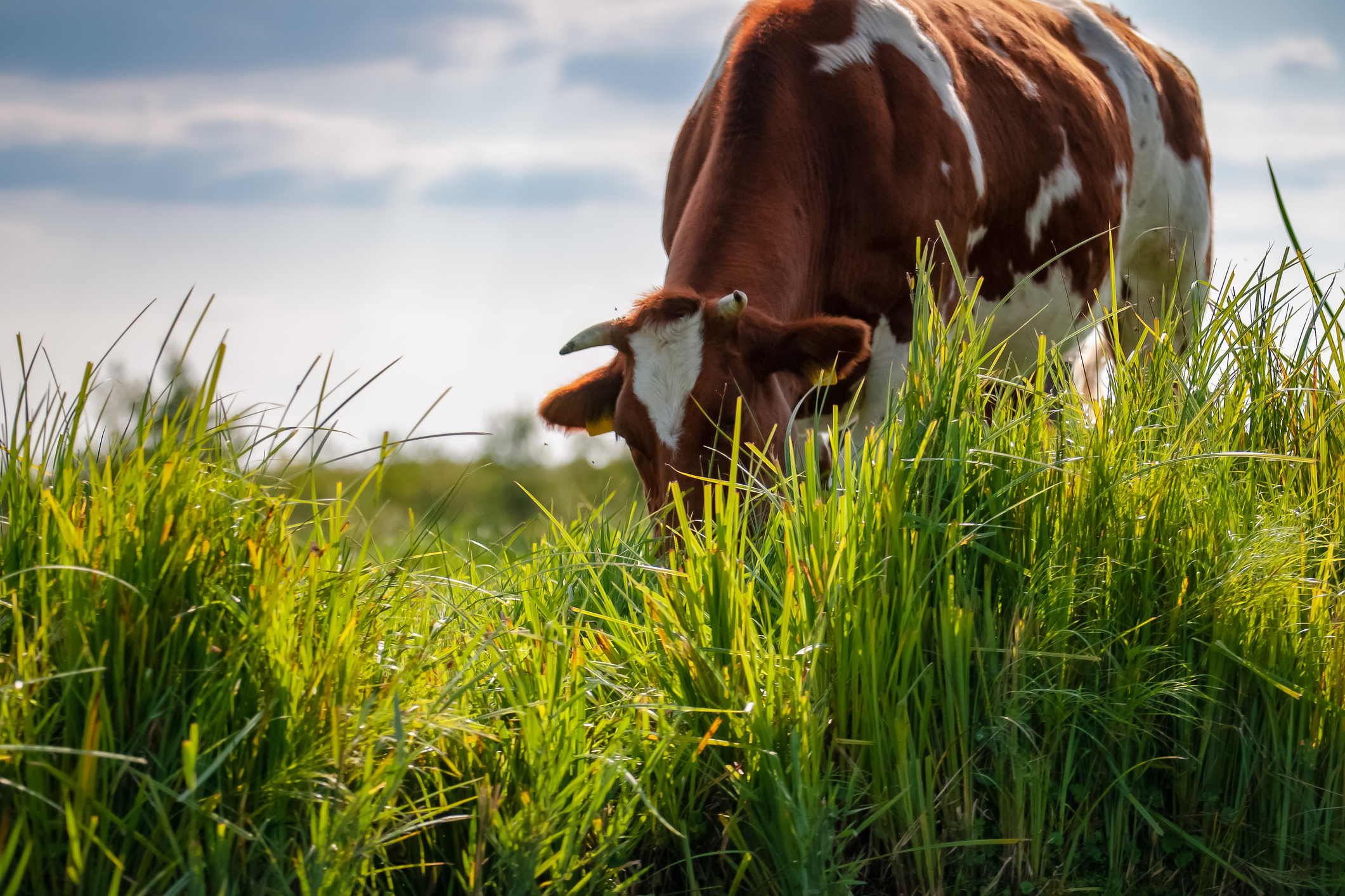 La tétanie d’herbage des bovins : la reconnaître a...