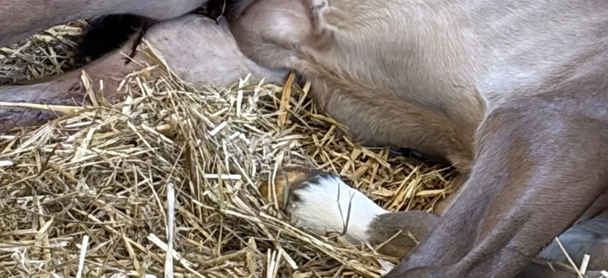 Gestion des hernies ombilicales chez le poulain