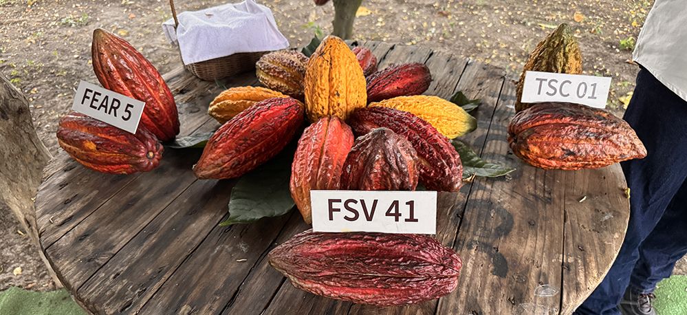 Colombie : Pereira, forêt andine et chocolat, l'autre visage de l'axe du café