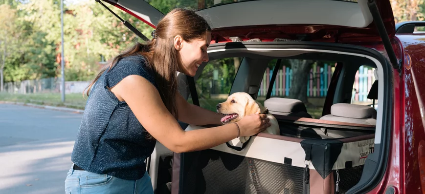 Mal des transports chez le chien : donner les bons
