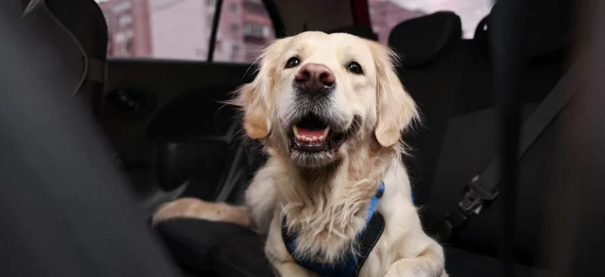 Mal des transports chez le chien : approche compor