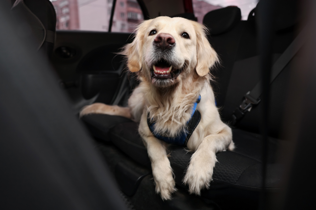 Mal des transports chez le chien : approche compor...