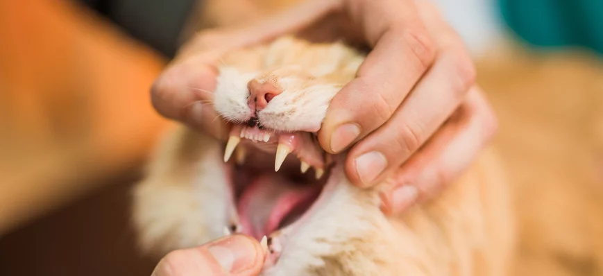 Analyse d'article - Dentisterie féline : êtes-vous